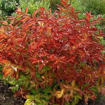 Вейгела ОГНЕННЫЕ КРЫЛЬЯ  Вейгела ОГНЕННЫЕ КРЫЛЬЯ в Набережных Челнах