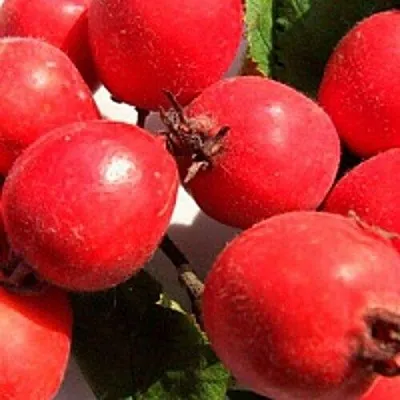 Боярышник КРУПНОПЛОДНЫЙ  Боярышник КРУПНОПЛОДНЫЙ в Набережных Челнах