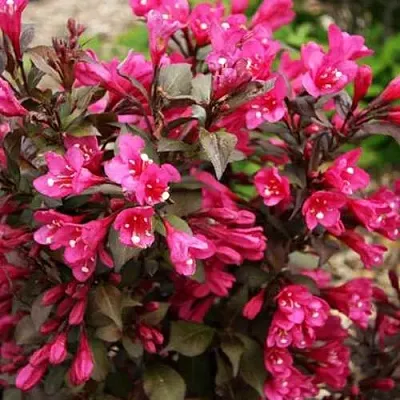 Вейгела БЛЭК РУБИ  Вейгела БЛЭК РУБИ в Набережных Челнах