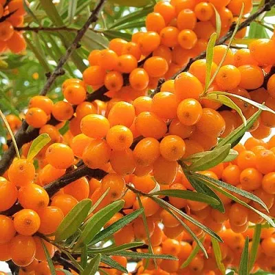 Облепиха  Облепиха в Набережных Челнах