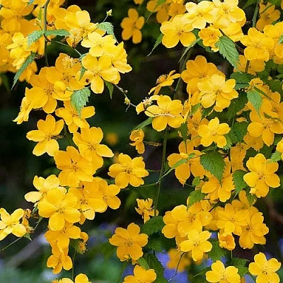 Керрия  Керрия в Набережных Челнах