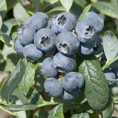 Голубика БРИГИТТА — описание сорта Голубика БРИГИТТА в Набережных Челнах