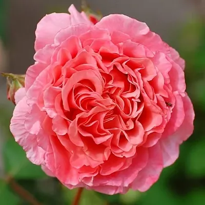 Саженцы роз ЛОРАН КАБРОЛЬ шраб  Саженцы роз ЛОРАН КАБРОЛЬ шраб в Набережных Челнах