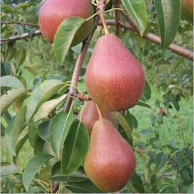 Груша РУМЯНАЯ КЕДРИНА в Набережных Челнах