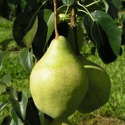 Груша МИНСКАЯ колонновидная  Груша МИНСКАЯ колонновидная в Набережных Челнах