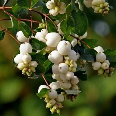 Снежноягодник  Снежноягодник в Набережных Челнах