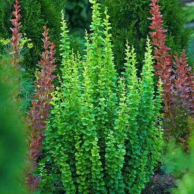 Барбарис ЭРЕКТА тунберга в Набережных Челнах