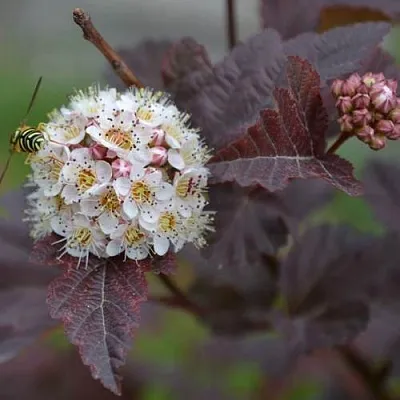 Пузыреплодник  Пузыреплодник в Набережных Челнах