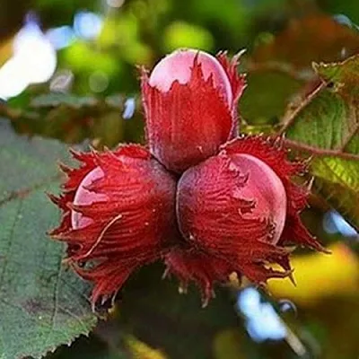 Фундук КРАСНЫЙ ЯНТАРЬ  Фундук КРАСНЫЙ ЯНТАРЬ в Набережных Челнах