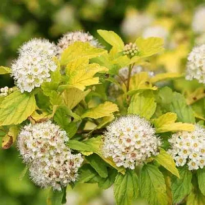 Пузыреплодник АНГЕЛ ГОЛД  Пузыреплодник АНГЕЛ ГОЛД в Набережных Челнах