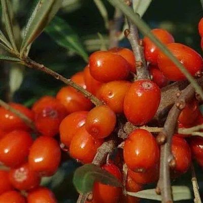 Облепиха ВОРОБЬЕВСКАЯ  Облепиха ВОРОБЬЕВСКАЯ в Набережных Челнах