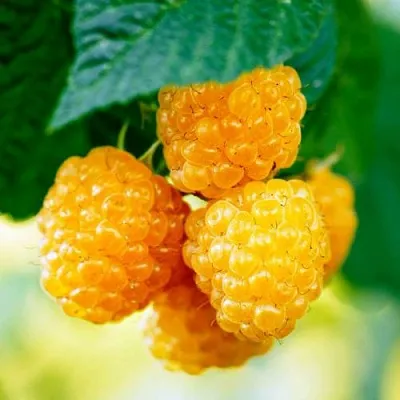 Малина МЕДОВАЯ  Малина МЕДОВАЯ в Набережных Челнах