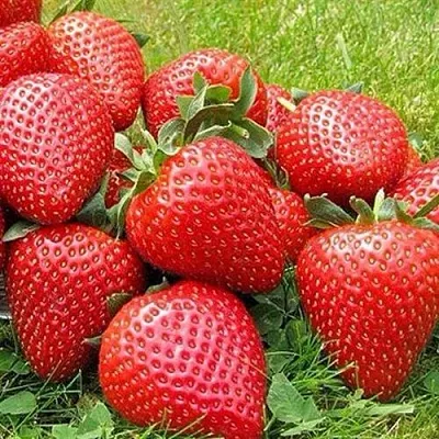 Клубника ЭЛИАНЕ  Клубника ЭЛИАНЕ в Набережных Челнах