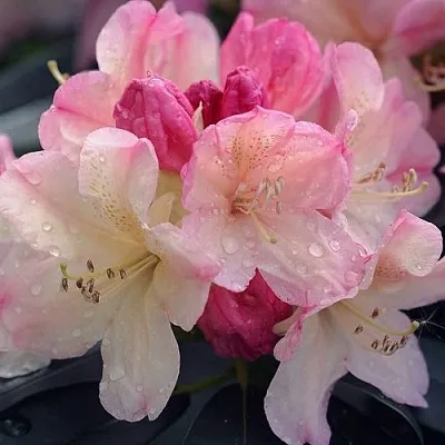 Рододендрон ПЕРСИ ВАЙСМАН в Набережных Челнах