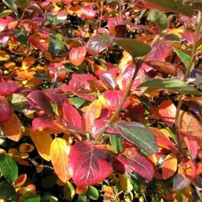 Кизильник блестящий в Набережных Челнах