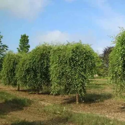 Береза САММЕР КАСКАД черная в Набережных Челнах