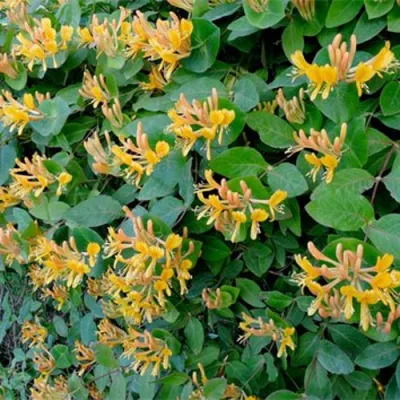 Жимолость ТЕЛЬМАНА в Набережных Челнах