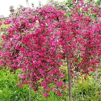 Яблоня КИНГ БЬЮТИ декоративная в Набережных Челнах