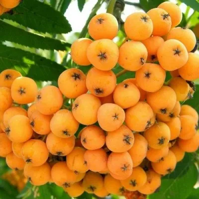 Рябина НЕВЕЖИНСКАЯ ЖЕЛТАЯ сладкоплодная — описание сорта Рябина НЕВЕЖИНСКАЯ ЖЕЛТАЯ сладкоплодная в Набережных Челнах