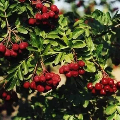 Рябина РУБИНОВАЯ сладкоплодная — описание сорта Рябина РУБИНОВАЯ сладкоплодная в Набережных Челнах