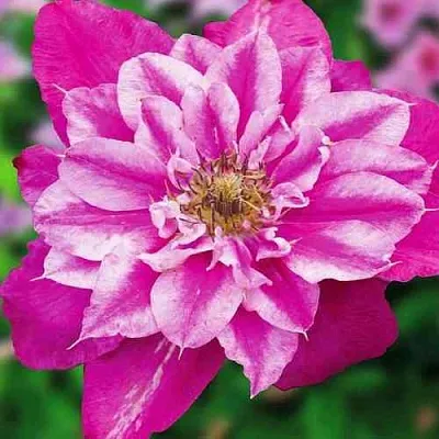 Клематис МАЙ ДАРЛИНГ  в Набережных Челнах