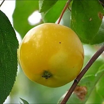 Яблоня КИТАЙКА ЖЁЛТАЯ колонновидная в Набережных Челнах