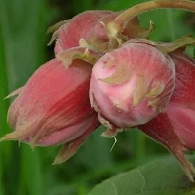 Фундук АКАДЕМИК ЯБЛОКОВ  Фундук АКАДЕМИК ЯБЛОКОВ в Набережных Челнах