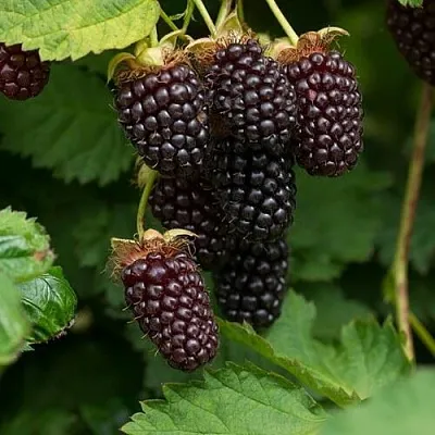 Ежемалина в Набережных Челнах