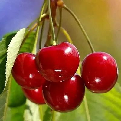 Черешня ТЕРЕМОШКА  Черешня ТЕРЕМОШКА в Набережных Челнах