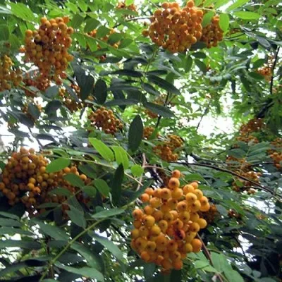 Рябина НЕВЕЖИНСКАЯ ЖЕЛТАЯ сладкоплодная — описание сорта Рябина НЕВЕЖИНСКАЯ ЖЕЛТАЯ сладкоплодная в Набережных Челнах