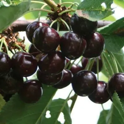 Черешня НАПОЛЕОН — описание сорта Черешня НАПОЛЕОН в Набережных Челнах