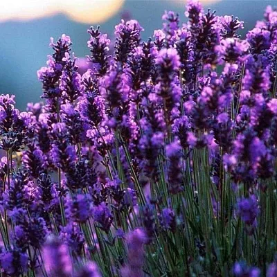Лаванда  Лаванда в Набережных Челнах