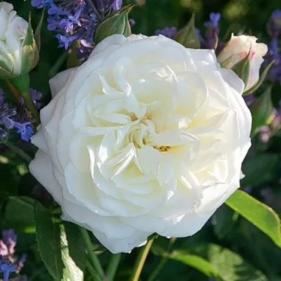 Саженцы роз АЛАБАСТЕР флорибунда  Саженцы роз АЛАБАСТЕР флорибунда в Набережных Челнах