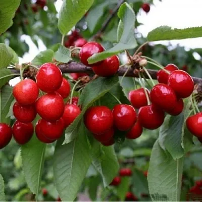 Черешня ДОНЕЦКАЯ КРАСАВИЦА  Черешня ДОНЕЦКАЯ КРАСАВИЦА в Набережных Челнах