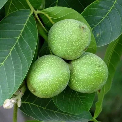 Грецкий орех ЮРИЙ ГАГАРИН  Грецкий орех ЮРИЙ ГАГАРИН в Набережных Челнах