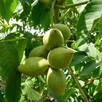 Маньчжурский орех   Маньчжурский орех  в Набережных Челнах