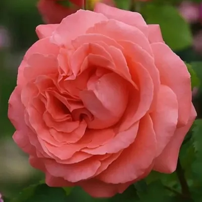 Саженцы роз ДИДИ БРИДЖУОТЕР плетистая  Саженцы роз ДИДИ БРИДЖУОТЕР плетистая в Набережных Челнах