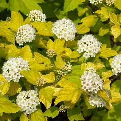 Пузыреплодник ДАРТС ГОЛД  Пузыреплодник ДАРТС ГОЛД в Набережных Челнах