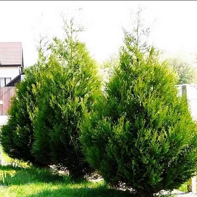 Туя АТРОВИРЕНС складчатая в Набережных Челнах