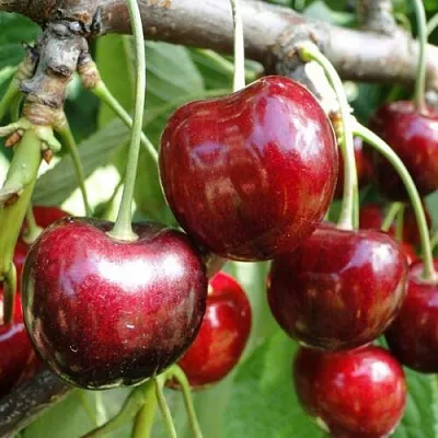 Черешня САШЕНЬКА  Черешня САШЕНЬКА в Набережных Челнах