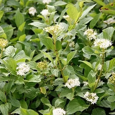 Дерен ФЛАВИРАМЕА отпрысковый   Дерен ФЛАВИРАМЕА отпрысковый  в Набережных Челнах