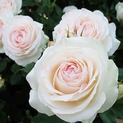 Саженцы роз ПАЛЕ РОЯЛЬ плетистая  Саженцы роз ПАЛЕ РОЯЛЬ плетистая в Набережных Челнах