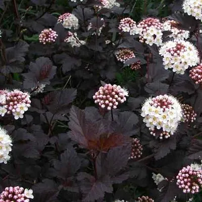 Пузыреплодник ДИАБЛО  Пузыреплодник ДИАБЛО в Набережных Челнах