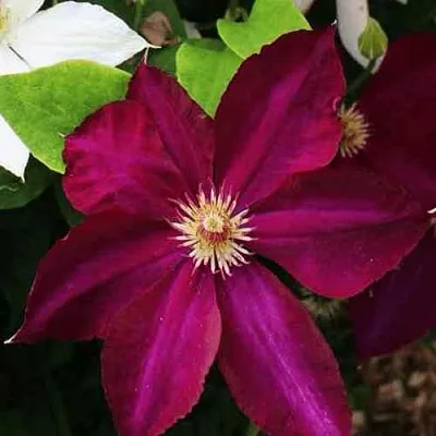 Клематис МАЗОВШЕ в Набережных Челнах