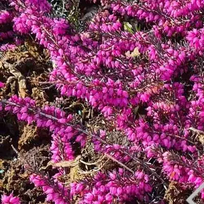 Вереск  Вереск в Набережных Челнах