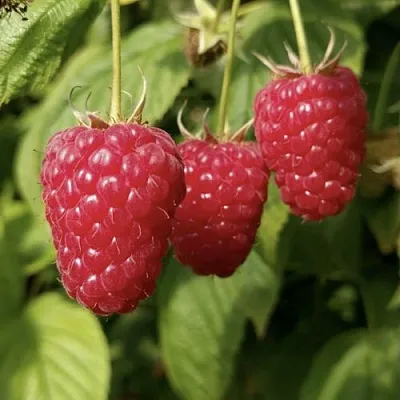 Малина МАПЕМА   Малина МАПЕМА  в Набережных Челнах