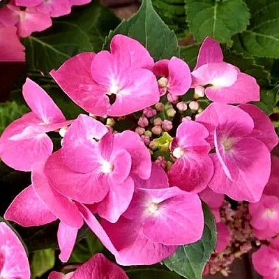 Гортензия ТАУБЕ крупнолистная в Набережных Челнах