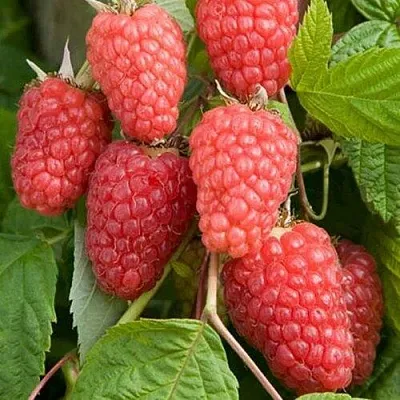 Малина КАСКАД ДЕЛАЙТ  Малина КАСКАД ДЕЛАЙТ в Набережных Челнах