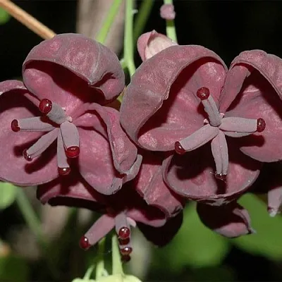 Акебия  Акебия в Набережных Челнах
