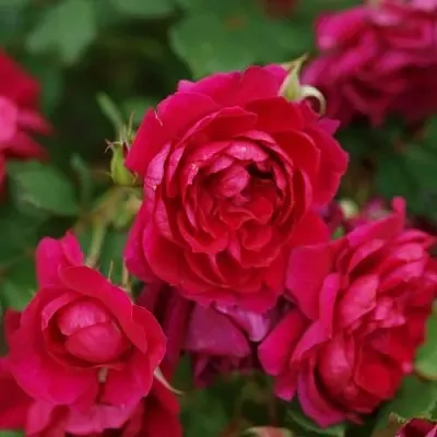 Саженцы роз КВАДРА плетистая  Саженцы роз КВАДРА плетистая в Набережных Челнах